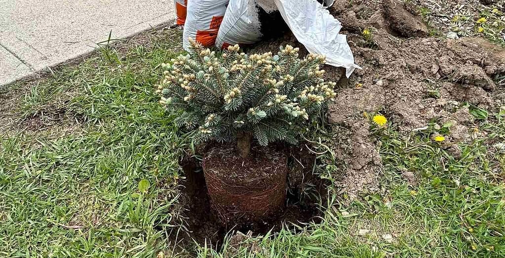 Tree-planting at Milton Tennis Club Tree-planting at Milton Tennis Club